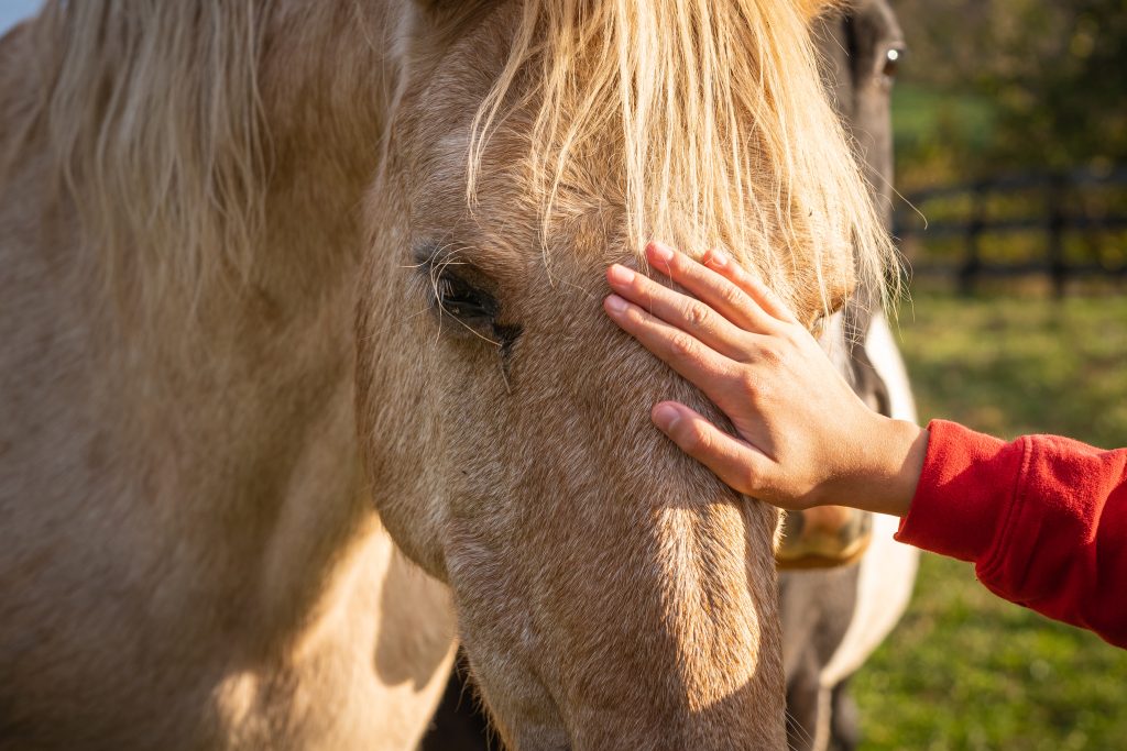 Massage équin du cheval de sport