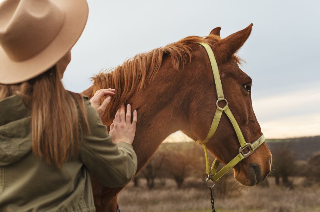 Massage détente sur un jeune cheval